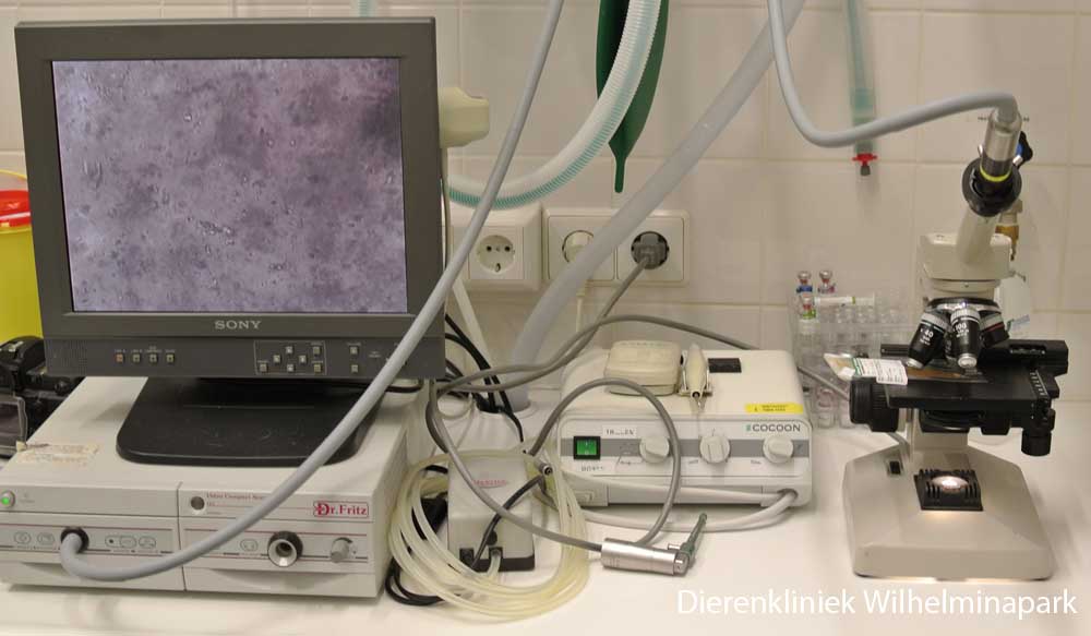 Een in pouch wordt onder de microscooop bekeken